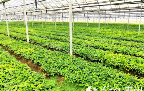 中草药种植基地