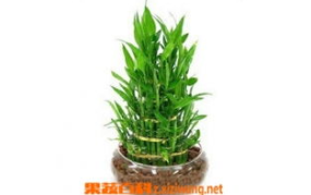 富贵竹的养殖方法,从土壤到光照，一网打尽养殖秘诀