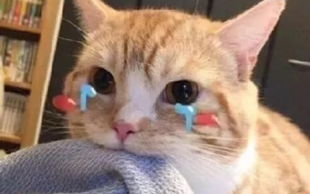 娱乐吃瓜君折耳猫视频,萌态百出，笑料连连