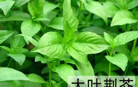 荆芥种子,从播种到收获的绿色传奇